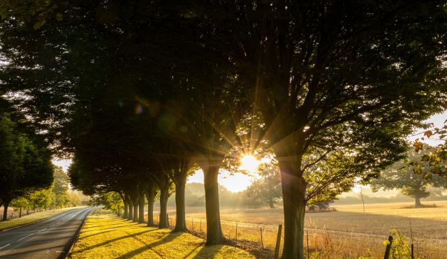 trees lining the road with the sun setting 